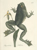 van Poissons, serpents, insectes et quelques autres animaux, ainsi que quelques photos de plantes Pl072 - Mark Catesby — weergave van het kunstwerk