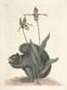 van Poissons, serpents, insectes et quelques autres animaux, ainsi que quelques images de plantes Pl073 - Mark Catesby — weergave van het kunstwerk
