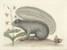 Afbeeldingen van vissen, slangen, insecten en andere dieren evenals van bepaalde planten Pl074 - Mark Catesby — weergave van het kunstwerk