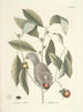 van Poissons, serpents, insectes et quelques autres animaux, ainsi que quelques images de plantes Pl076 - Mark Catesby — weergave van het kunstwerk