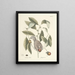 van Poissons, serpents, insectes et quelques autres animaux, ainsi que quelques images de plantes Pl076 - Mark Catesby — ingelijst kunstwerk aan de muur