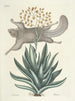 van Poissons, serpents, insectes et quelques autres animaux, ainsi que quelques photos de plantes Pl077 - Mark Catesby — weergave van het kunstwerk