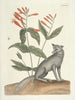 van Poissons, serpents, insectes et quelques autres animaux, ainsi que quelques images de plantes Pl078 - Mark Catesby — weergave van het kunstwerk