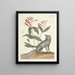 van Poissons, serpents, insectes et quelques autres animaux, ainsi que quelques images de plantes Pl078 - Mark Catesby — ingelijst kunstwerk aan de muur