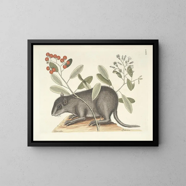 Afbeeldingen van vissen, slangen, insecten en andere dieren evenals bepaalde planten Pl079 - Mark Catesby — ingelijst kunstwerk aan de muur