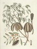 van Poissons, serpents, insectes et quelques autres animaux, ainsi que quelques photos de plantes Pl081 - Mark Catesby — weergave van het kunstwerk
