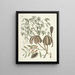 van Poissons, serpents, insectes et quelques autres animaux, ainsi que quelques photos de plantes Pl081 - Mark Catesby — ingelijst kunstwerk aan de muur