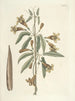 van Poissons, serpents, insectes et quelques autres animaux, ainsi que quelques photos de plantes Pl082 - Mark Catesby — weergave van het kunstwerk