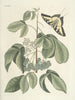 van Poissons, serpents, insectes et quelques autres animaux, ainsi que quelques images de plantes Pl083 - Mark Catesby — weergave van het kunstwerk