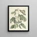 van Poissons, serpents, insectes et quelques autres animaux, ainsi que quelques images de plantes Pl083 - Mark Catesby — ingelijst kunstwerk aan de muur