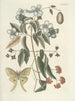 van Poissons, serpents, insectes et quelques autres animaux, ainsi que quelques images de plantes Pl084 - Mark Catesby — weergave van het kunstwerk
