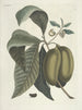 van Poissons, serpents, insectes et quelques autres animaux, ainsi que quelques photos de plantes Pl085 - Mark Catesby — weergave van het kunstwerk