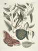 van Poissons, serpents, insectes et quelques autres animaux, ainsi que quelques images de plantes Pl086 - Mark Catesby — weergave van het kunstwerk