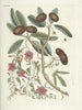 van Poissons, serpents, insectes et quelques autres animaux, ainsi que quelques images de plantes Pl087 - Mark Catesby — weergave van het kunstwerk