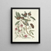 van Poissons, serpents, insectes et quelques autres animaux, ainsi que quelques images de plantes Pl087 - Mark Catesby — ingelijst kunstwerk aan de muur