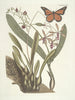 van Poissons, serpents, insectes et quelques autres animaux, ainsi que quelques photos de plantes Pl088 - Mark Catesby — weergave van het kunstwerk