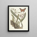 van Poissons, serpents, insectes et quelques autres animaux, ainsi que quelques photos de plantes Pl088 - Mark Catesby — ingelijst kunstwerk aan de muur