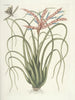 van Poissons, serpents, insectes et quelques autres animaux, ainsi que quelques images de plantes Pl089 - Mark Catesby — weergave van het kunstwerk
