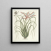 van Poissons, serpents, insectes et quelques autres animaux, ainsi que quelques images de plantes Pl089 - Mark Catesby — ingelijst kunstwerk aan de muur