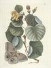 Vissen, slangen, insecten en enkele andere dieren, evenals enkele afbeeldingen van planten Pl090 - Mark Catesby — weergave van het kunstwerk