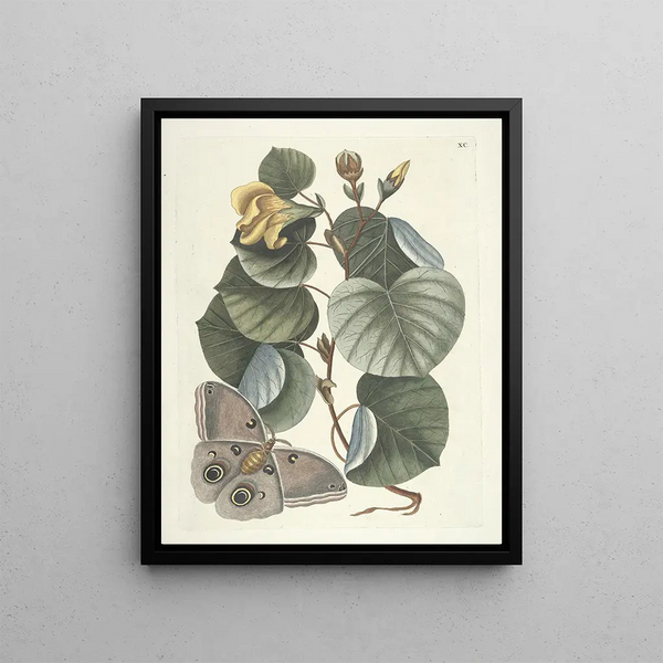 Mark Catesby - Piscium serpentum insectorum aliorumque nonnullorum animalum nec non plantarum quarundam imagines Pl090.webp