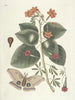 van Poissons, serpents, insectes et quelques autres animaux, ainsi que quelques images de plantes Pl091 - Mark Catesby — weergave van het kunstwerk