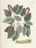 van Poissons, serpents, insectes et quelques autres animaux, ainsi que quelques images de plantes Pl094 - Mark Catesby — weergave van het kunstwerk