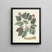 van Poissons, serpents, insectes et quelques autres animaux, ainsi que quelques images de plantes Pl094 - Mark Catesby — ingelijst kunstwerk aan de muur