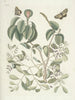 van Poissons, serpents, insectes et quelques autres animaux, ainsi que quelques photos de plantes Pl095 - Mark Catesby — weergave van het kunstwerk
