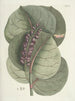 van Poissons, serpents, insectes et quelques autres animaux, ainsi que quelques images de plantes Pl096 - Mark Catesby — weergave van het kunstwerk