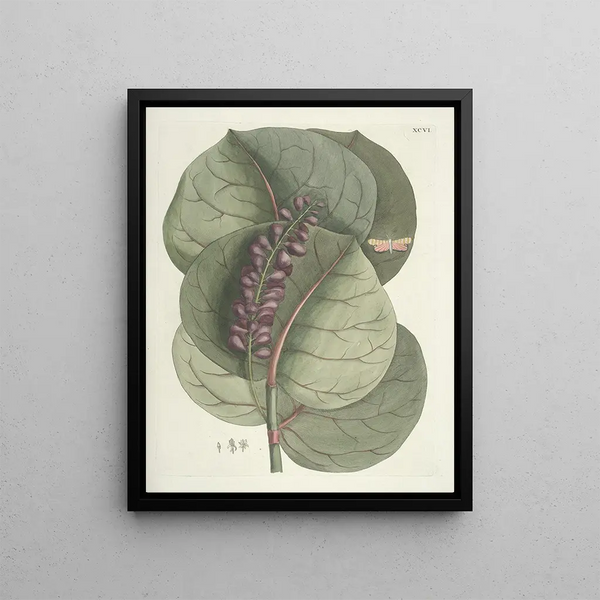 Mark Catesby - Piscium serpentum insectorum aliorumque nonnullorum animalum nec non plantarum quarundam imagines Pl096.webp