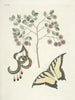 van Poissons, serpents, insectes et quelques autres animaux, ainsi que quelques images de plantes Pl097 - Mark Catesby — weergave van het kunstwerk