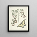 van Poissons, serpents, insectes et quelques autres animaux, ainsi que quelques images de plantes Pl097 - Mark Catesby — ingelijst kunstwerk aan de muur