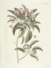 van Poissons, serpents, insectes et quelques autres animaux, ainsi que quelques images de plantes Pl098 - Mark Catesby — weergave van het kunstwerk