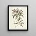 van Poissons, serpents, insectes et quelques autres animaux, ainsi que quelques images de plantes Pl098 - Mark Catesby — ingelijst kunstwerk aan de muur