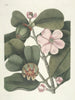 van Poissons, serpents, insectes et quelques autres animaux, ainsi que quelques images de plantes Pl099 - Mark Catesby — weergave van het kunstwerk