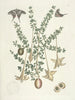 van Poissons, serpents, insectes et quelques autres animaux, ainsi que quelques photos de plantes Pl100 - Mark Catesby — weergave van het kunstwerk