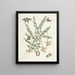van Poissons, serpents, insectes et quelques autres animaux, ainsi que quelques photos de plantes Pl100 - Mark Catesby — ingelijst kunstwerk aan de muur