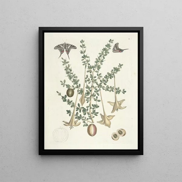 Mark Catesby - Piscium serpentum insectorum aliorumque nonnullorum animalum nec non plantarum quarundam imagines Pl100.webp