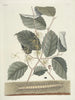 van Poissons, serpents, insectes et quelques autres animaux, ainsi que quelques photos de plantes Pl101 - Mark Catesby — weergave van het kunstwerk