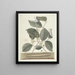 van Poissons, serpents, insectes et quelques autres animaux, ainsi que quelques photos de plantes Pl101 - Mark Catesby — ingelijst kunstwerk aan de muur