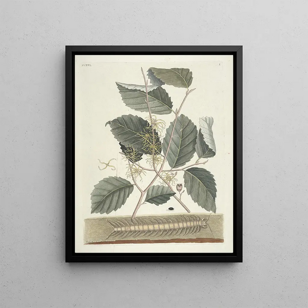Mark Catesby - Piscium serpentum insectorum aliorumque nonnullorum animalum nec non plantarum quarundam imagines Pl101.webp