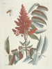 van Poissons, serpents, insectes et quelques autres animaux, ainsi que quelques photos de plantes Pl102 - Mark Catesby — weergave van het kunstwerk