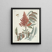 van Poissons, serpents, insectes et quelques autres animaux, ainsi que quelques photos de plantes Pl102 - Mark Catesby — ingelijst kunstwerk aan de muur