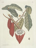 van Poissons, serpents, insectes et quelques autres animaux, ainsi que quelques photos de plantes Pl103 - Mark Catesby — weergave van het kunstwerk
