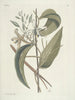 van Poissons, serpents, insectes et quelques autres animaux, ainsi que quelques photos de plantes Pl104 - Mark Catesby — weergave van het kunstwerk
