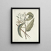 van Poissons, serpents, insectes et quelques autres animaux, ainsi que quelques photos de plantes Pl104 - Mark Catesby — ingelijst kunstwerk aan de muur