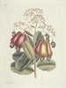 van Poissons, serpents, insectes et quelques autres animaux, ainsi que quelques photos de plantes Pl105 - Mark Catesby — weergave van het kunstwerk