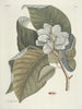 van Poissons, serpents, insectes et quelques autres animaux, ainsi que quelques photos de plantes Pl107 - Mark Catesby — weergave van het kunstwerk