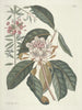 van Poissons, serpents, insectes et quelques autres animaux, ainsi que quelques photos de plantes Pl108 - Mark Catesby — weergave van het kunstwerk